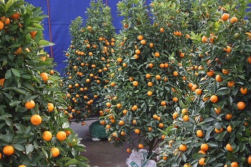 kumquat tree kumquat tree